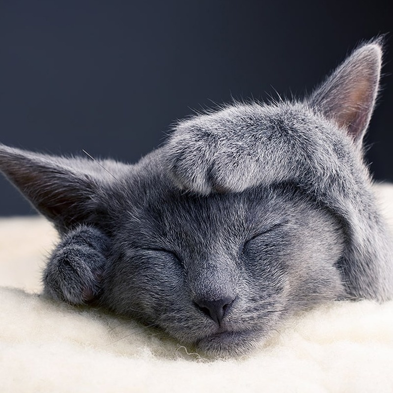 2023_KittenWise_list_v2_KITTEN WELLNESS-custom