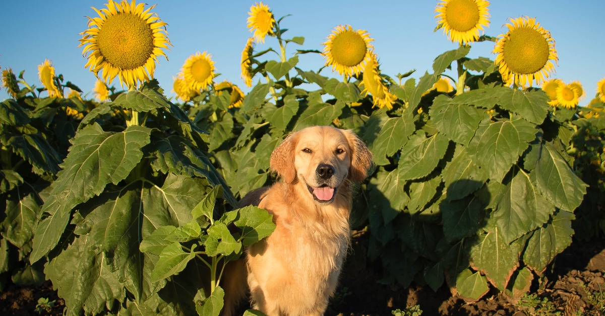 Dogs in Sunflower Field Memory Match - Dailybreak