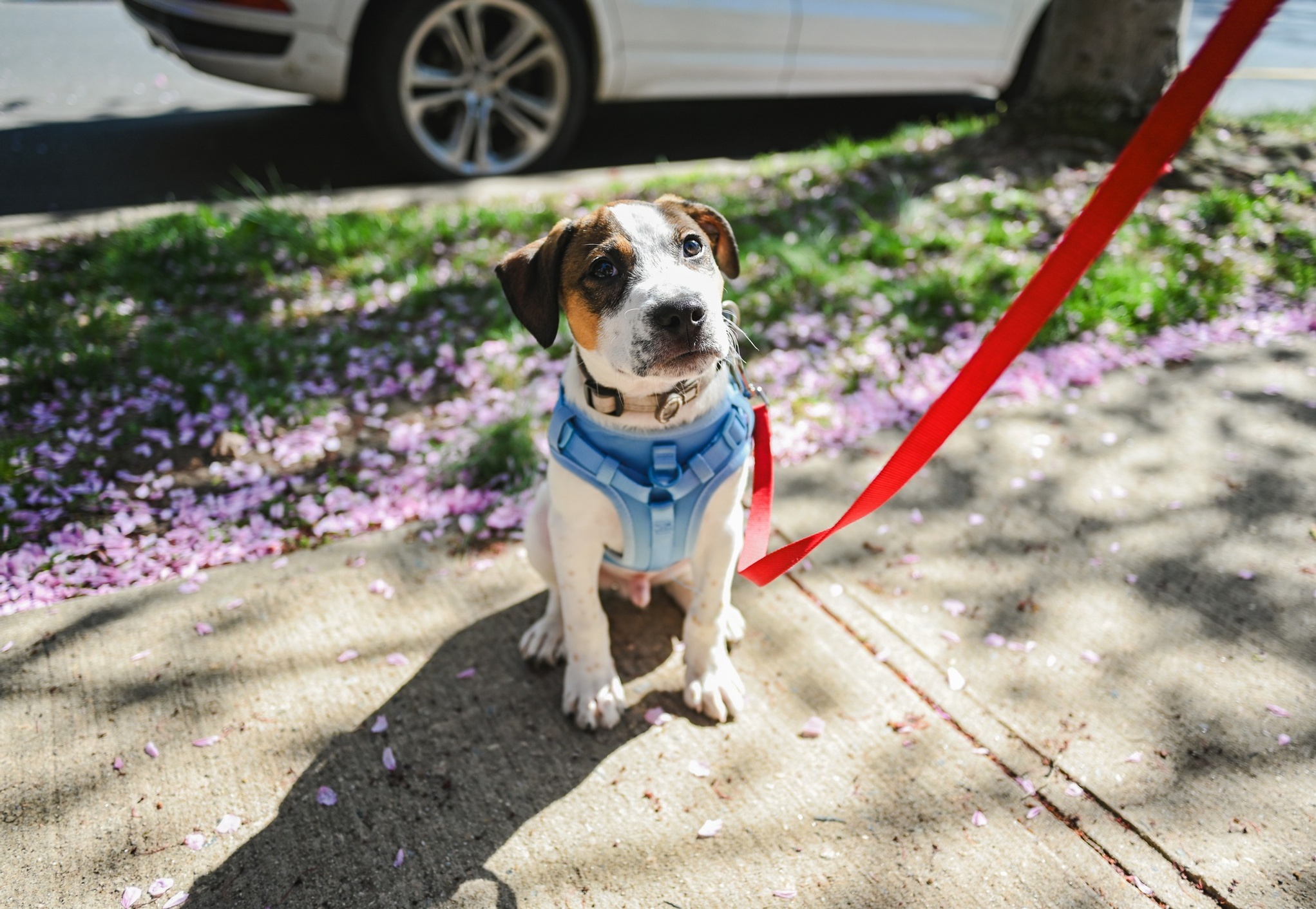 Puppy on a leash outside