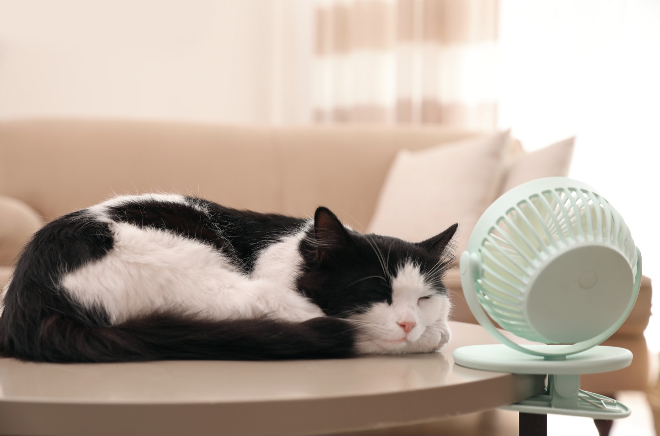 Cat sleeping in front of fan