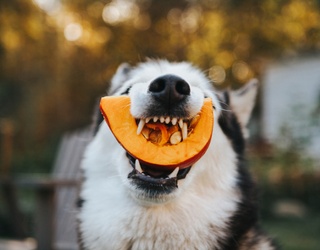 Spice Up Pumpkin Season With Your Pup
