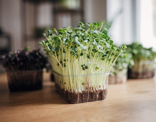 Growing Microgreens at Home Is Easier Than You Think 