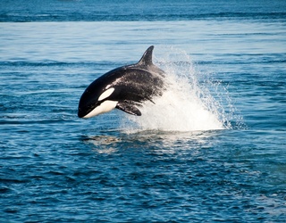 Go Whale Watching From Your Computer With This Game 