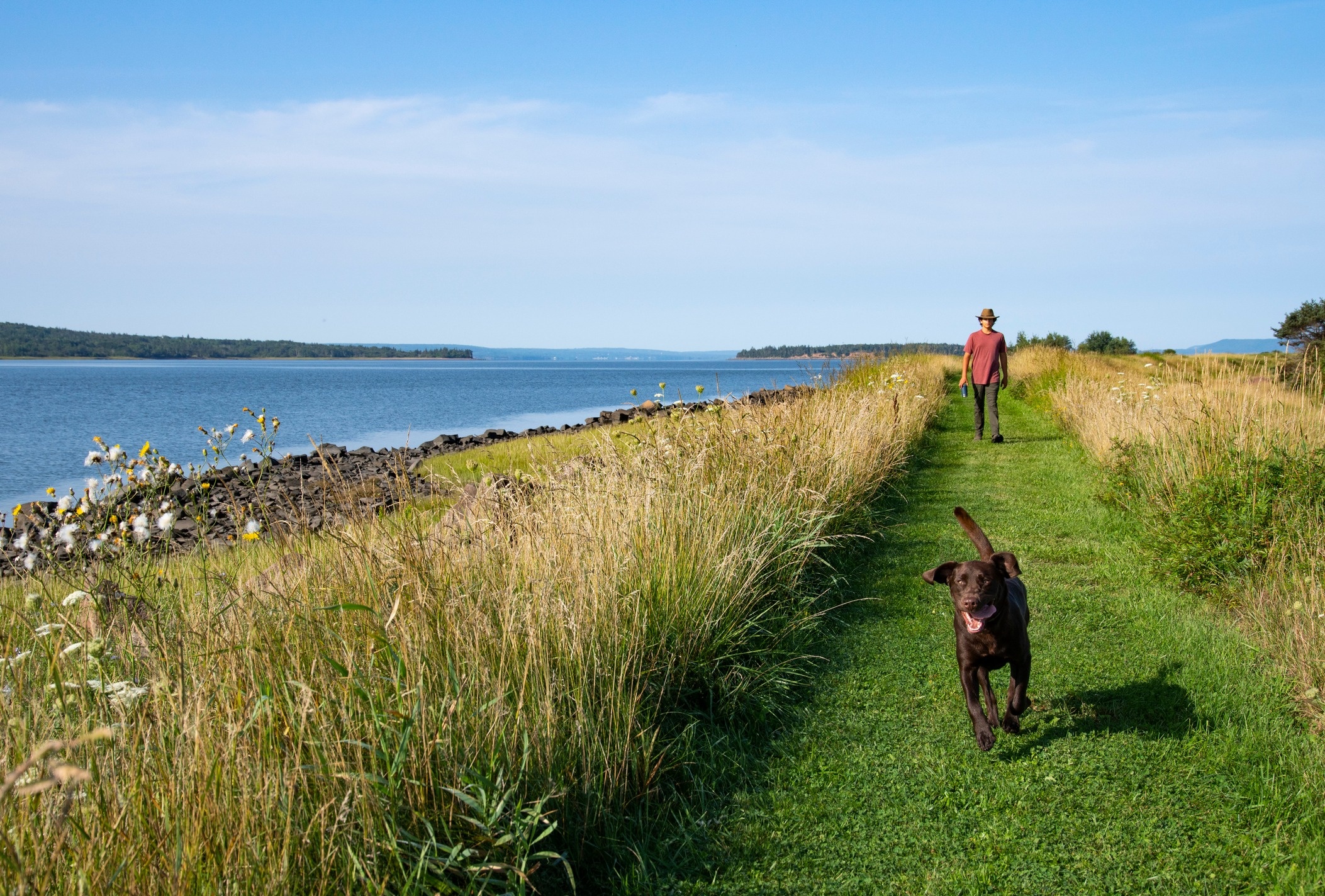 Dog running by the water with owner