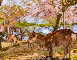 Daytrippin' In Japan: 6 Trips To Take Via Rail