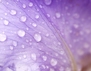 Grape Mist, The Color Of The Month For April, Sparks Imagination