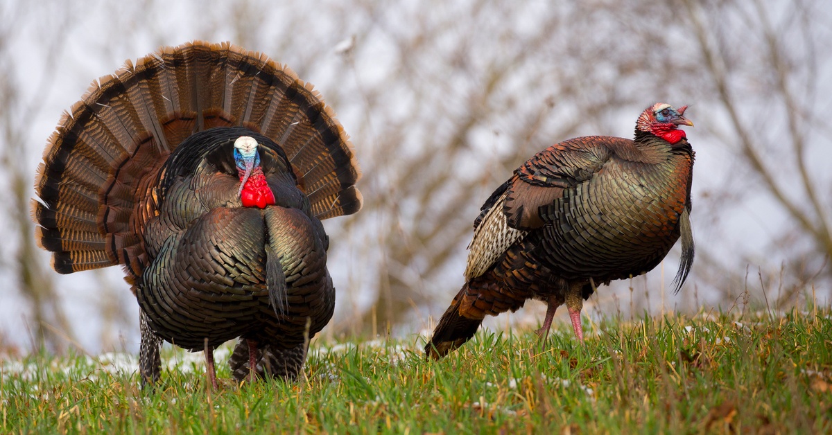 Myth Mayhem Do Turkeys Drown in the Rain? Dailybreak