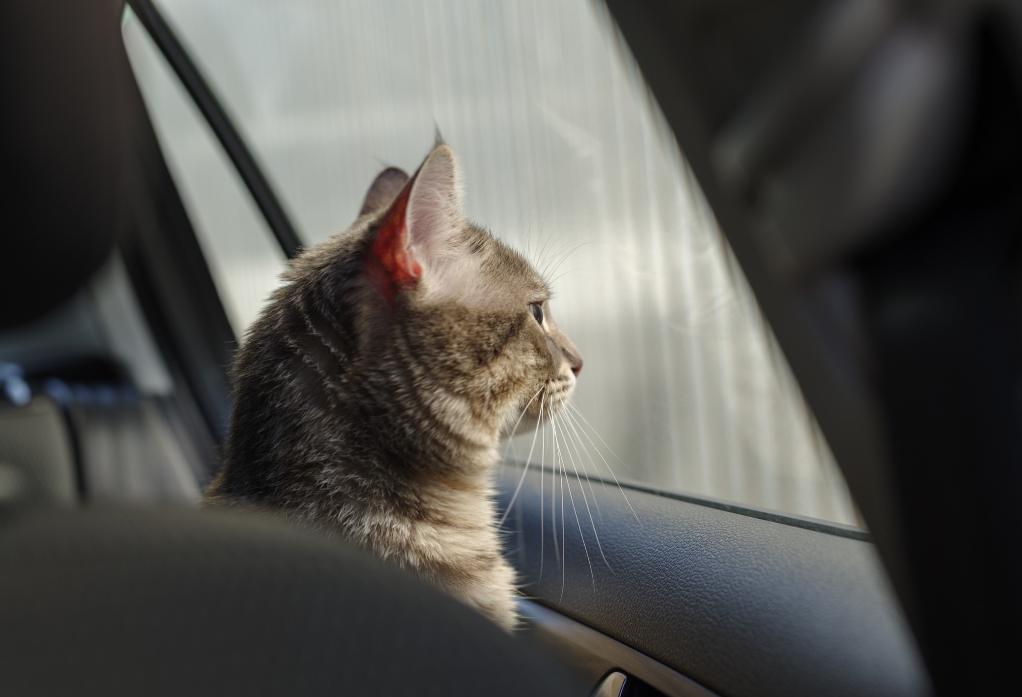 Cat looking out the car window