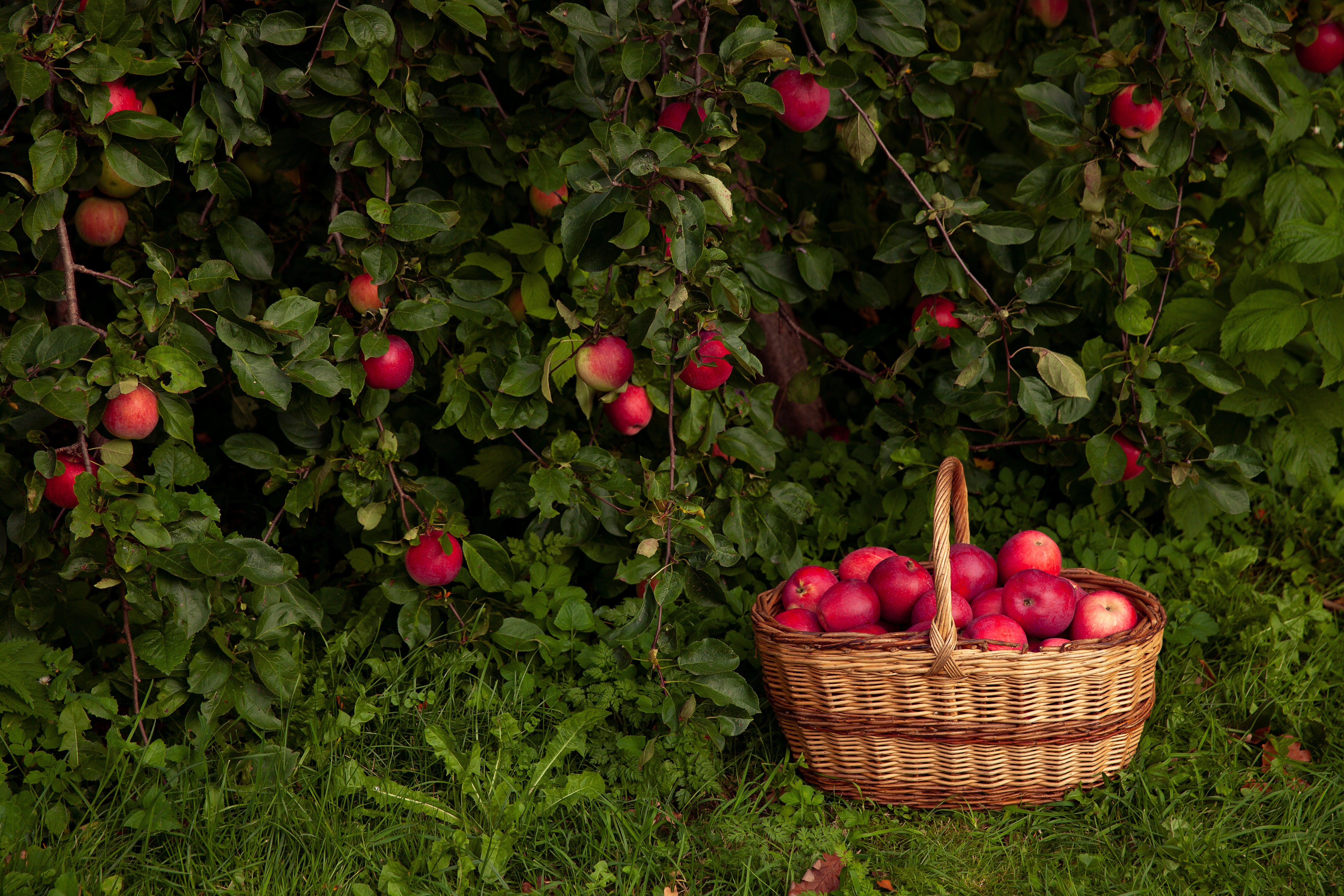 Harvest Your Skills With This Apple Orchard Puzzle