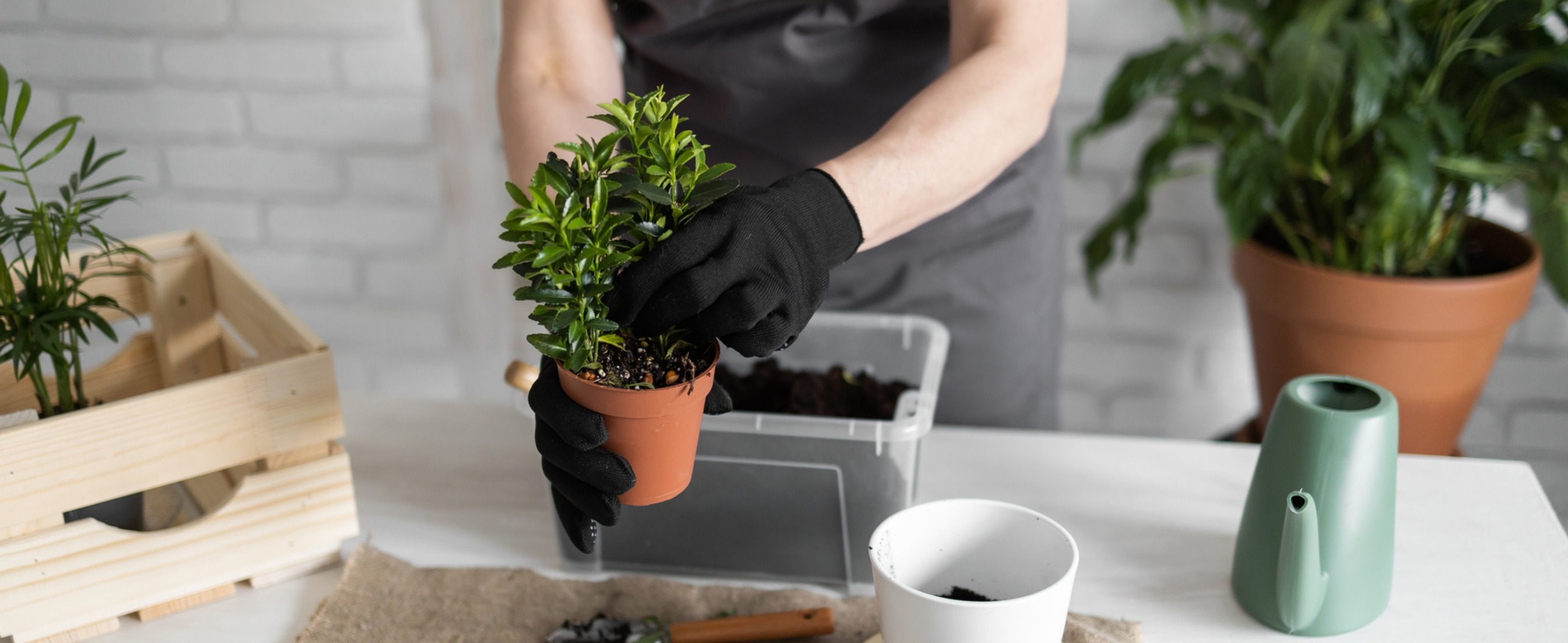 Woman replanting