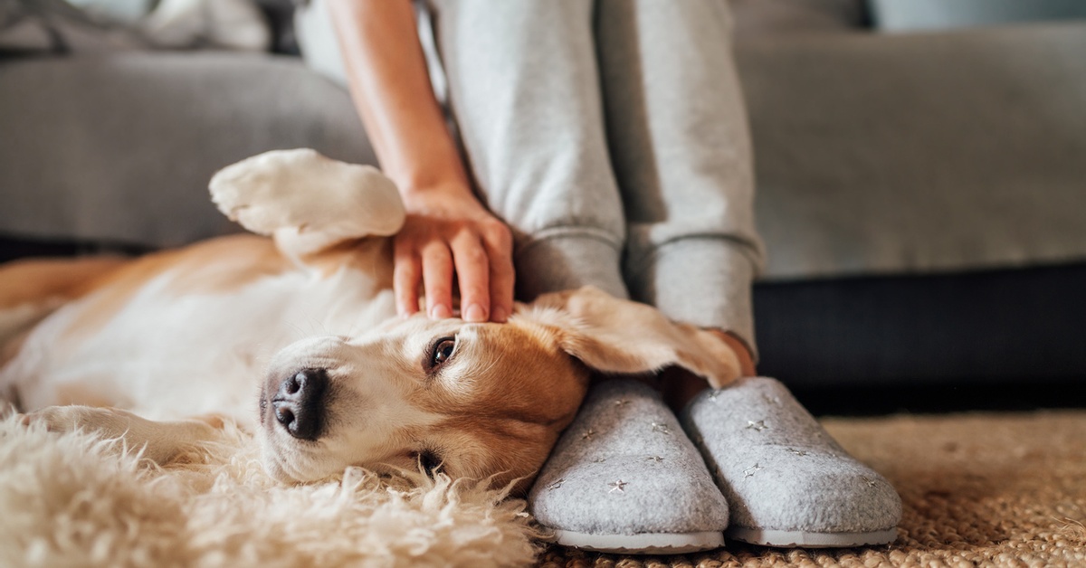 National rescue dog day stories to brighten your day dailybreak