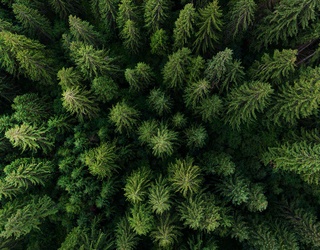 Do You Know Your Maples from Your Magnolias?