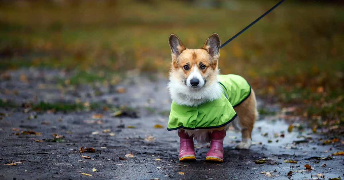 Dogs in Raincoats Memory Match - Dailybreak