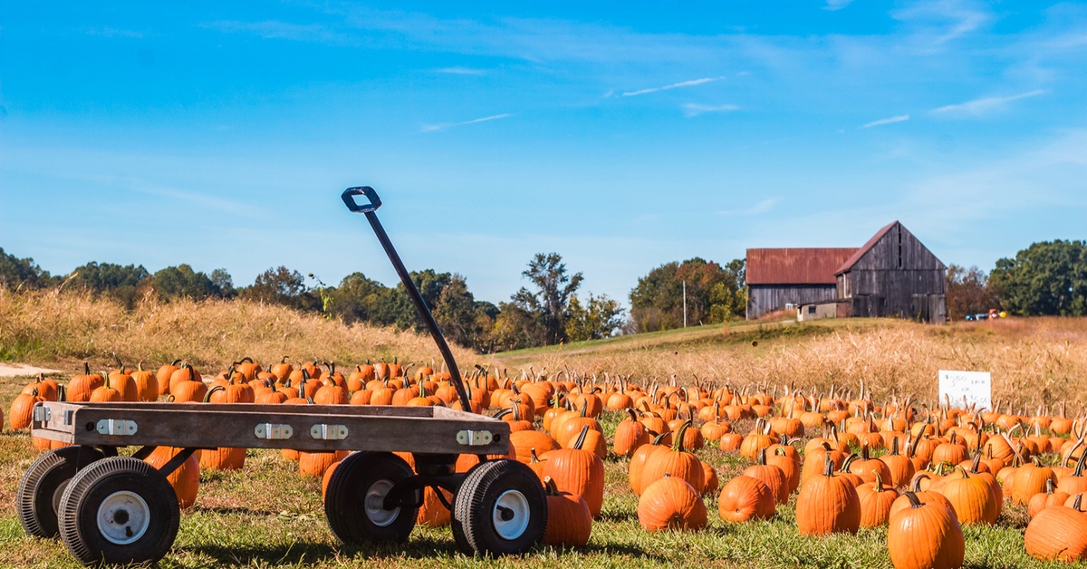 How Much Do You Know About Pumpkins? Dailybreak