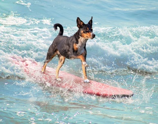 11 Weird Sporting Events To Catch Around The USA