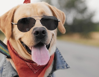 Get Tails Wagging With These Summer Styles for Your Furry Friend
