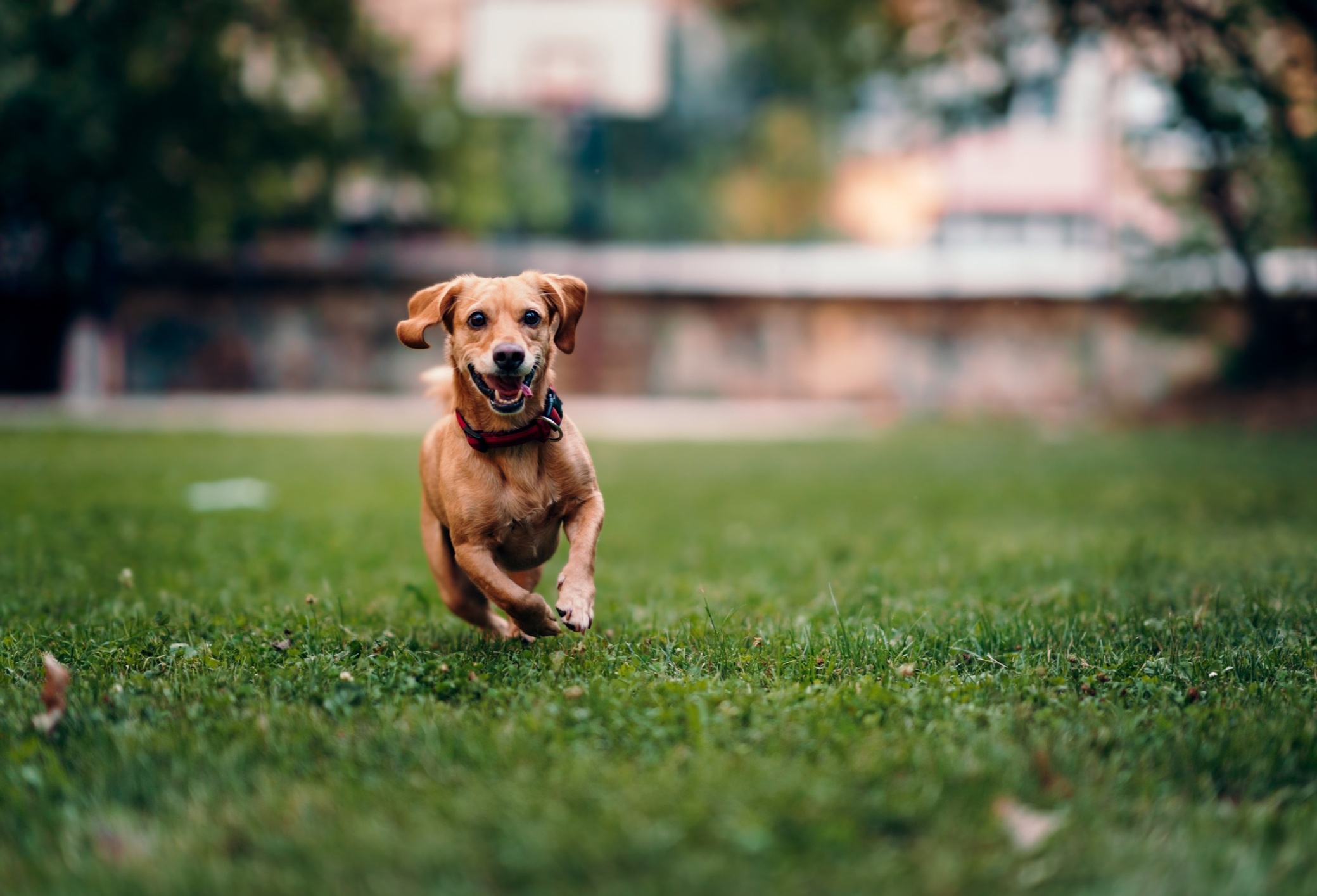Dog running on lawn