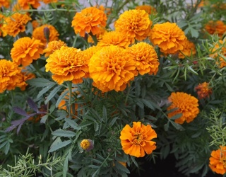 Make Way For Marigold, The Color Of the Month For August