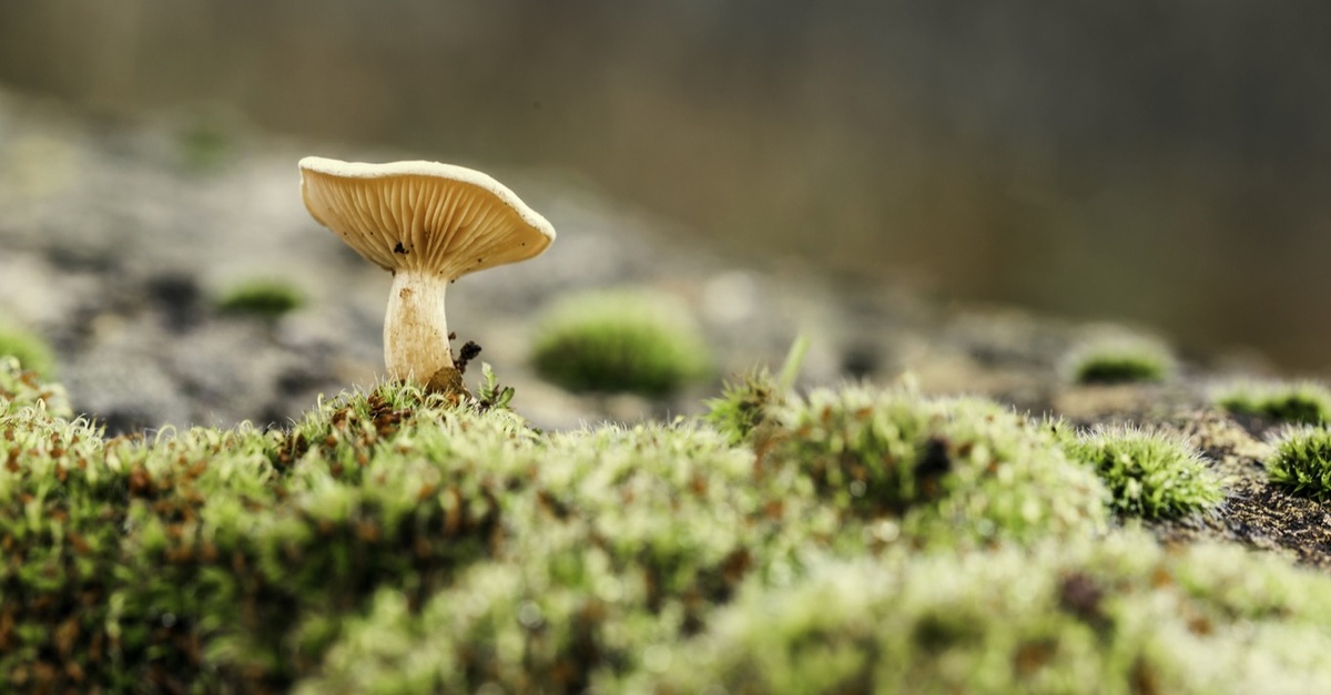 Mushroom Trivia How "Mush" Do You Know About Mushrooms? Dailybreak