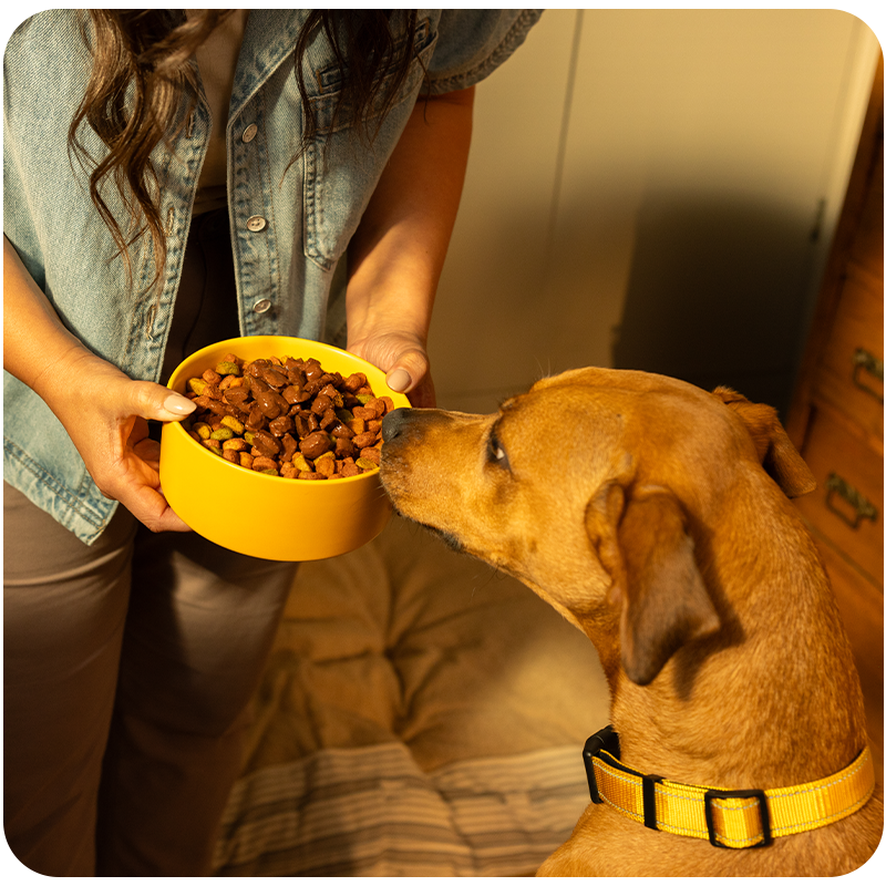 Person holding dog bowl of food in front of dog