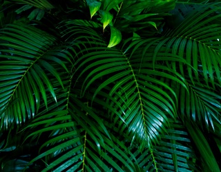 A Peaceful Puzzle for Palm Sunday 