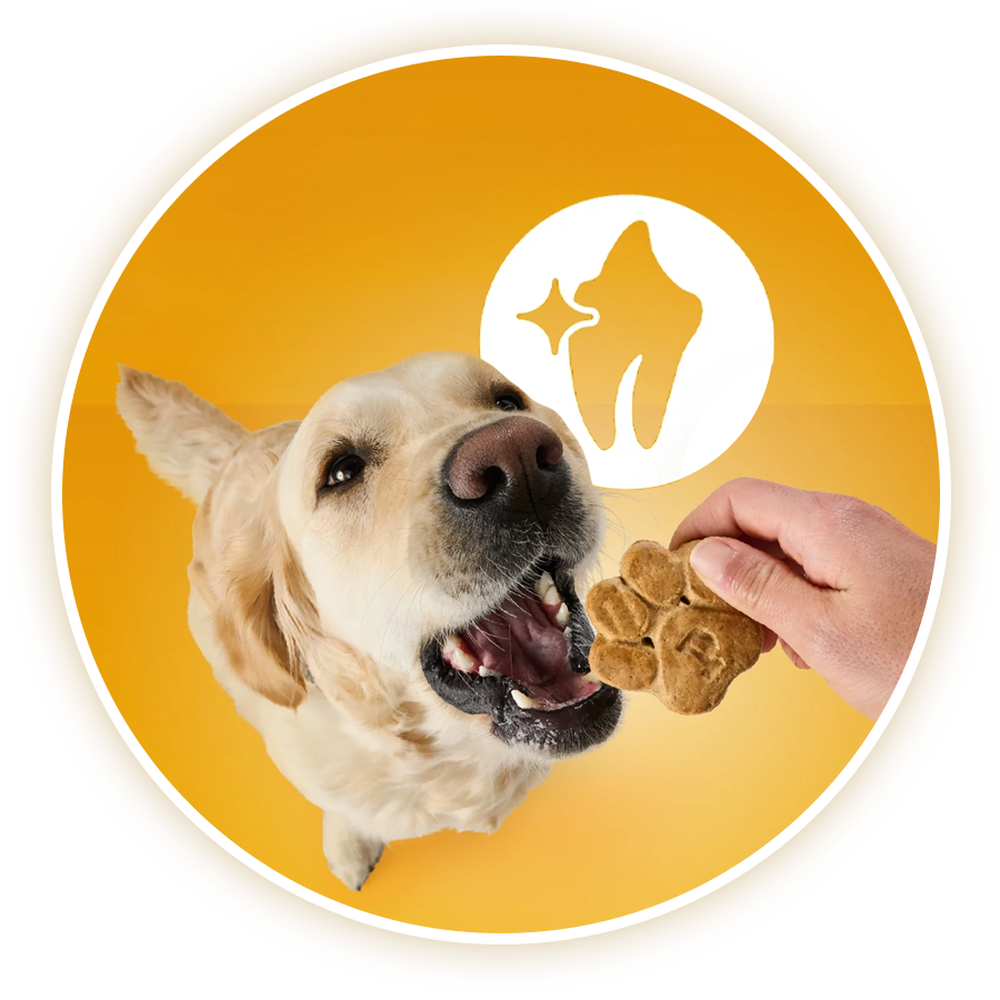 2025_pedigree_list_v21-custom