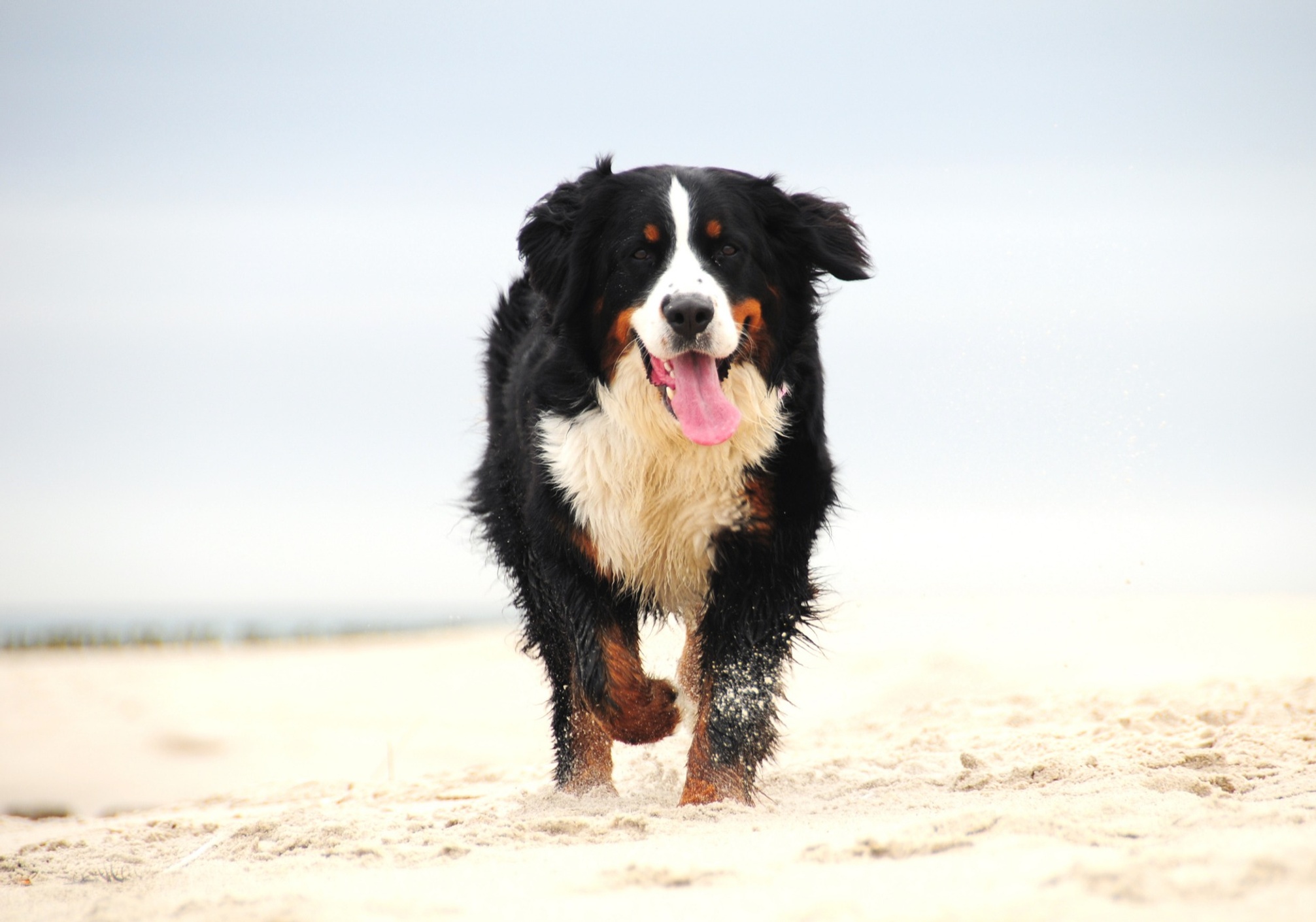 Dog on the beach